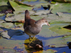 バン幼鳥さん