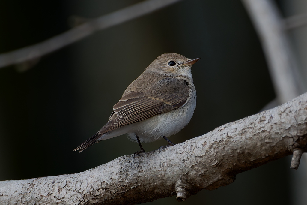 ニシオジロビタキ１