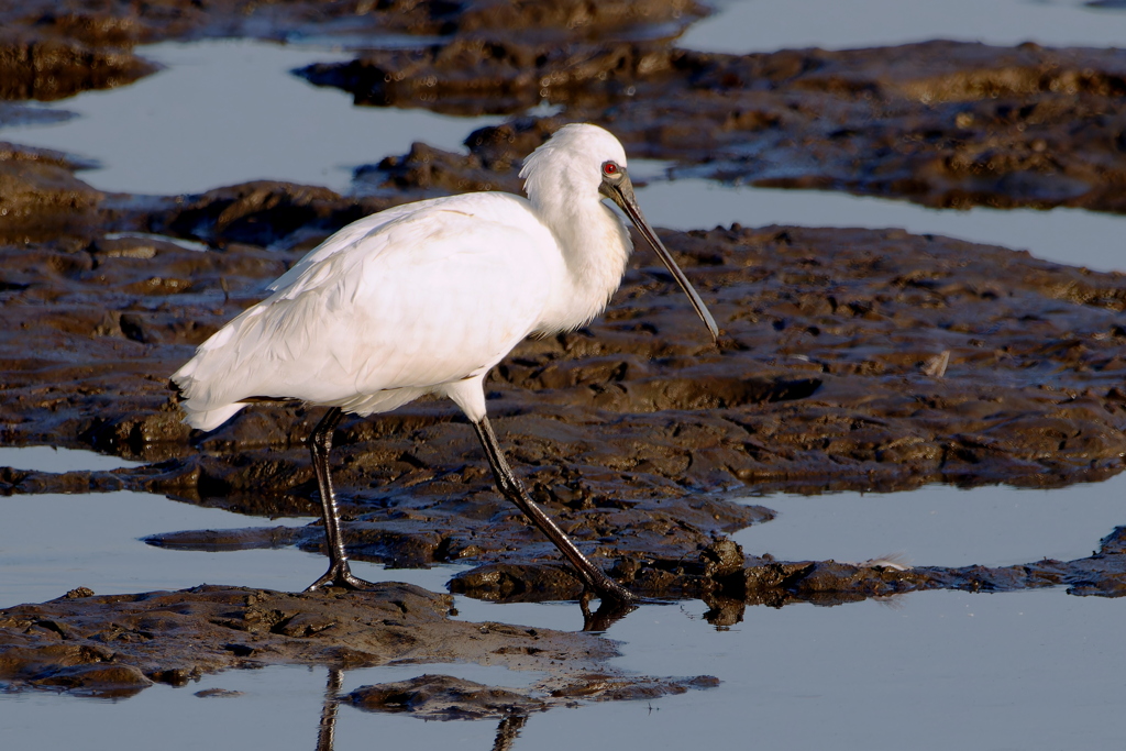 クロツラヘラサギ３