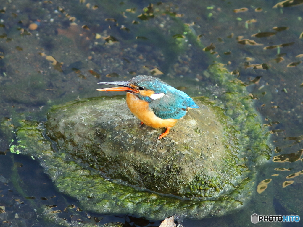 かわせみちゃん