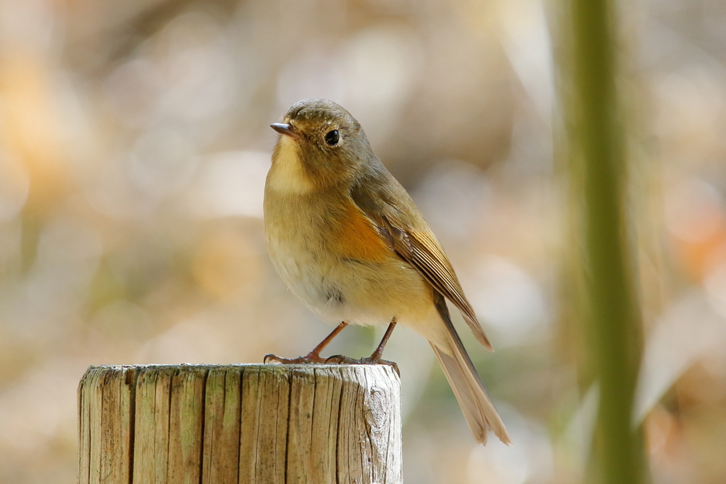 そろそろお別れ