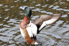 アカハジロ２