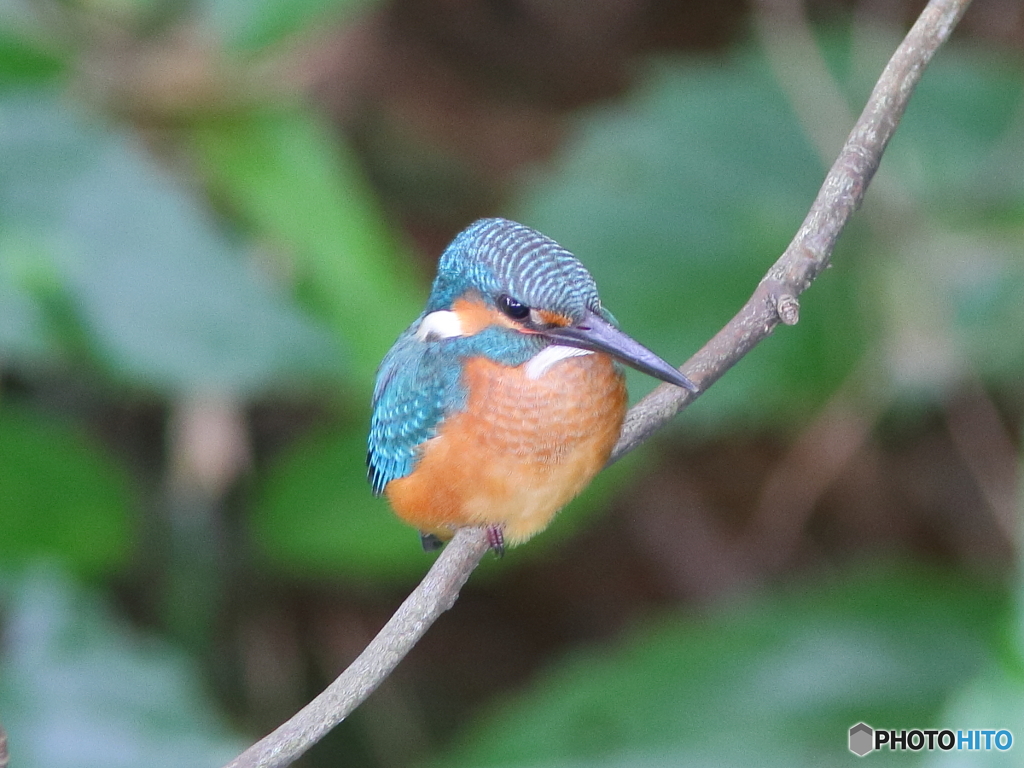 カワセミ幼鳥さん