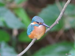 カワセミ幼鳥さん