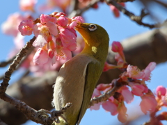 のびーる