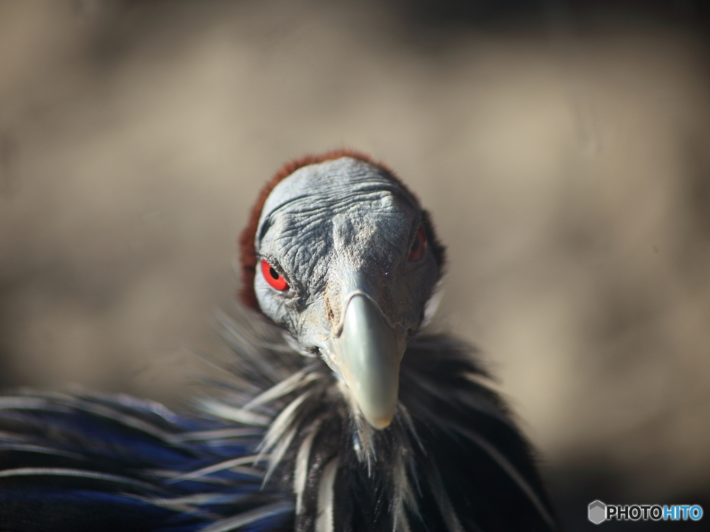 フサホロホロチョウ