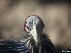 フサホロホロチョウ