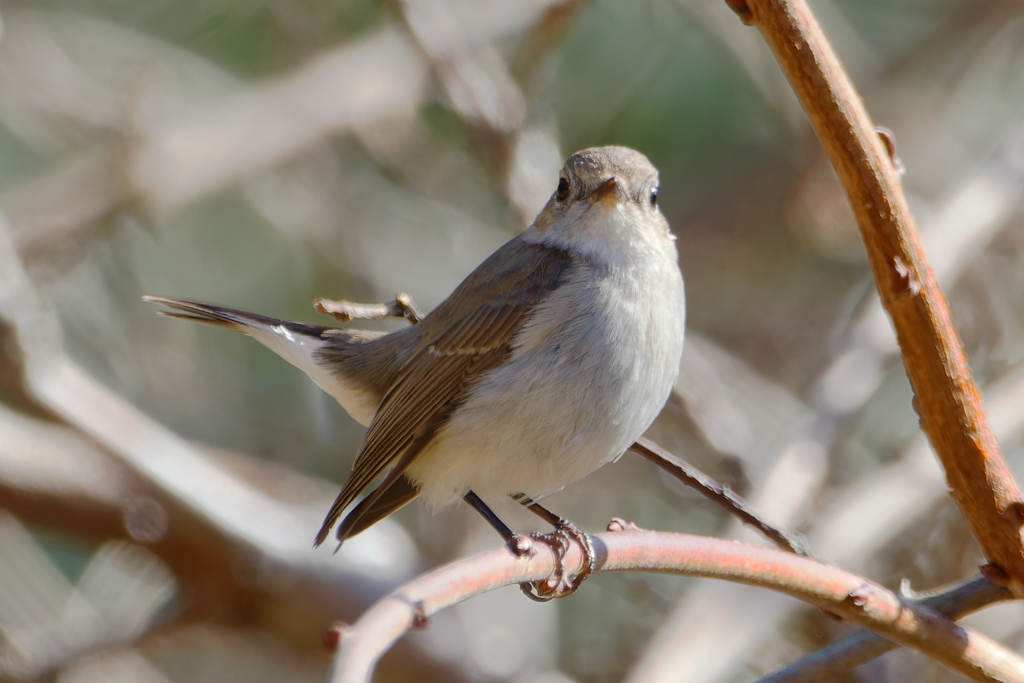 オジロビタキ１