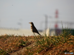 ツグミさん