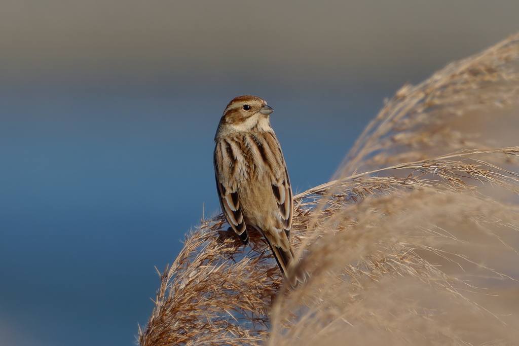 オオジュリン２