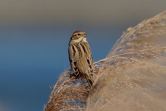 オオジュリン２