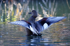 オカヨシガモ１