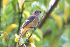 ジョウビタキ１