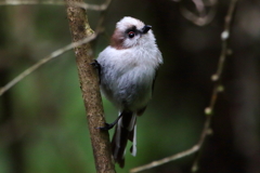 エナガ幼鳥