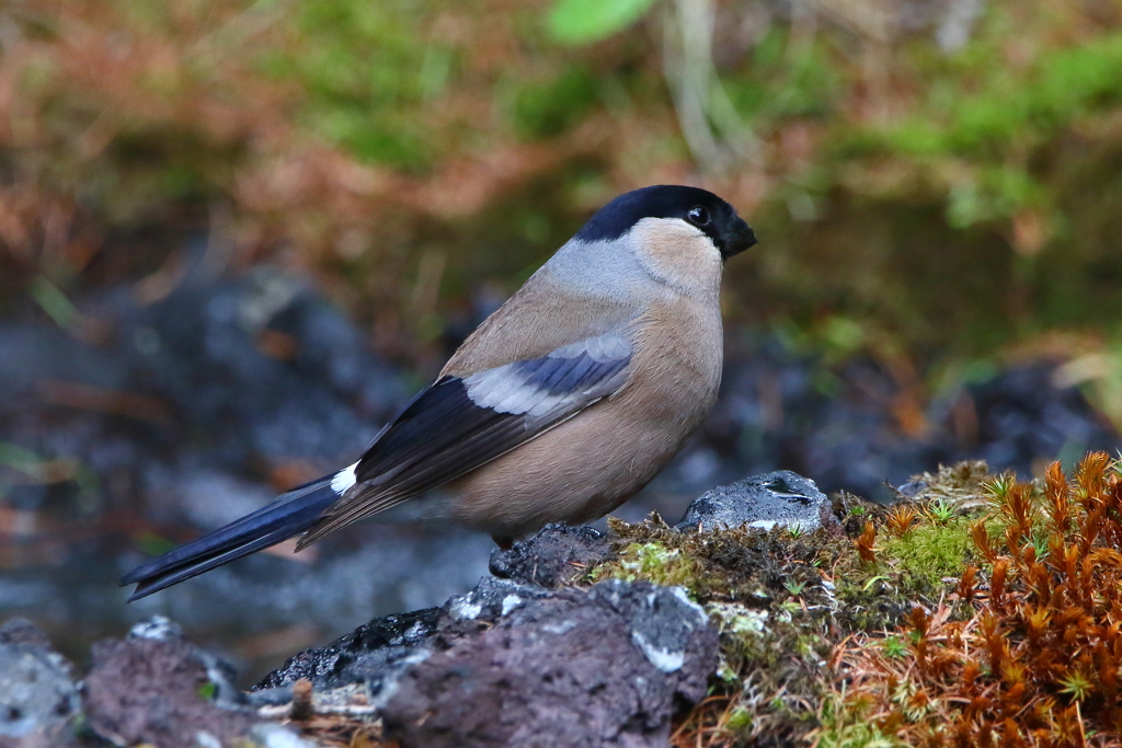 初夏のウソ♀