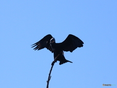 カワウさん