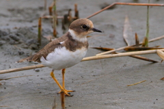 コチドリ幼鳥