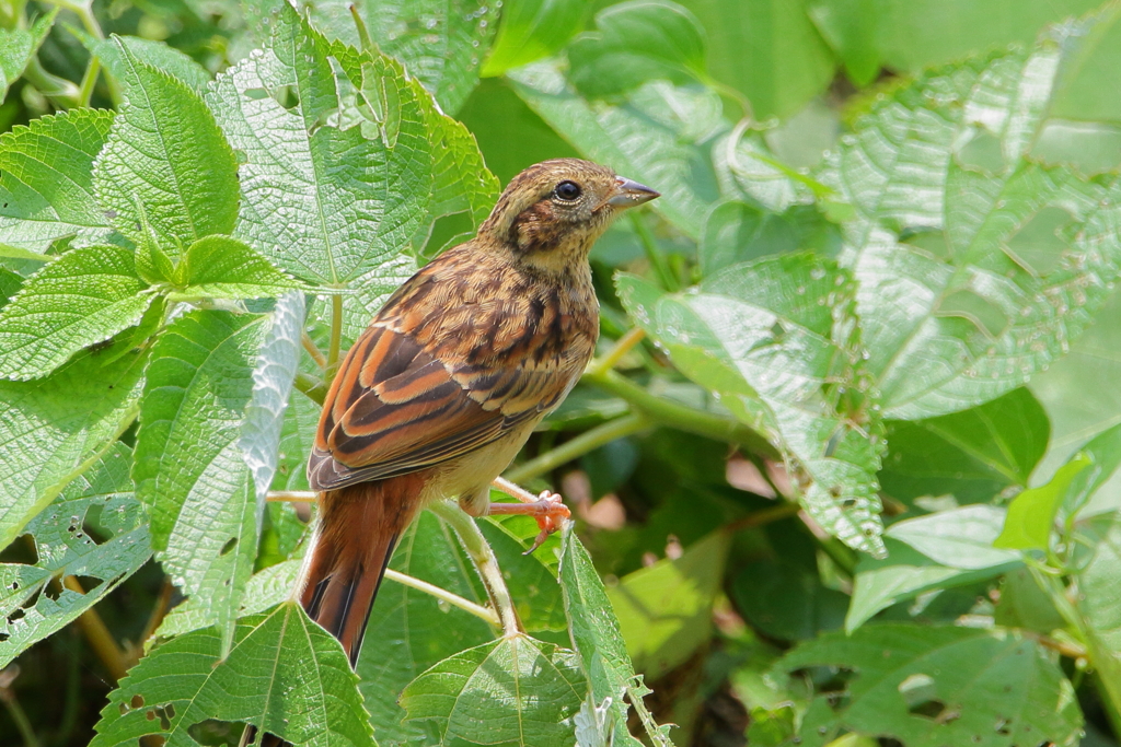 ホオジロ幼鳥