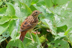 ホオジロ幼鳥