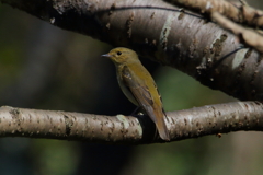 キビタキ　♀