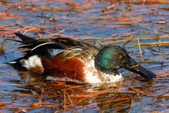 ハシビロガモ１