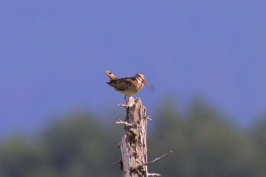オオジシギさん
