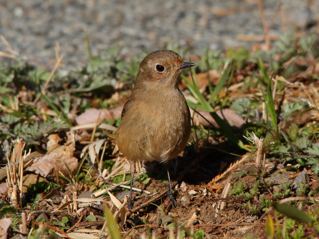 そろそろお別れ