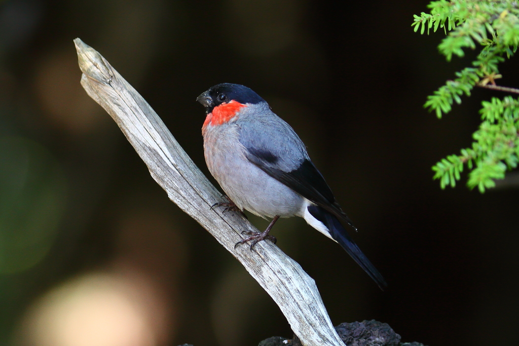夏のウソ♂