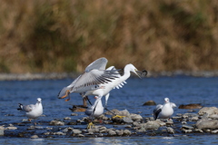 自然は厳しい２
