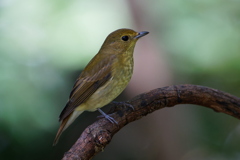 キビタキ５