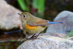 ルリビタキ