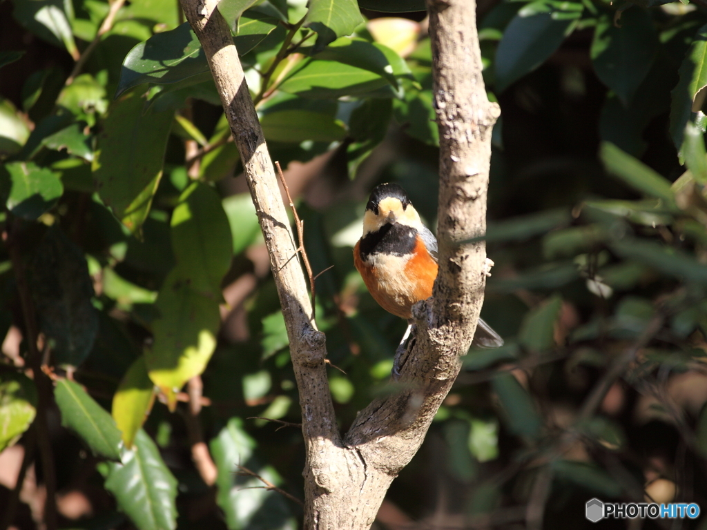 ひょっこりヤマガラくん