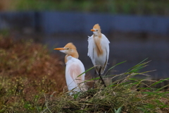 アマサギ