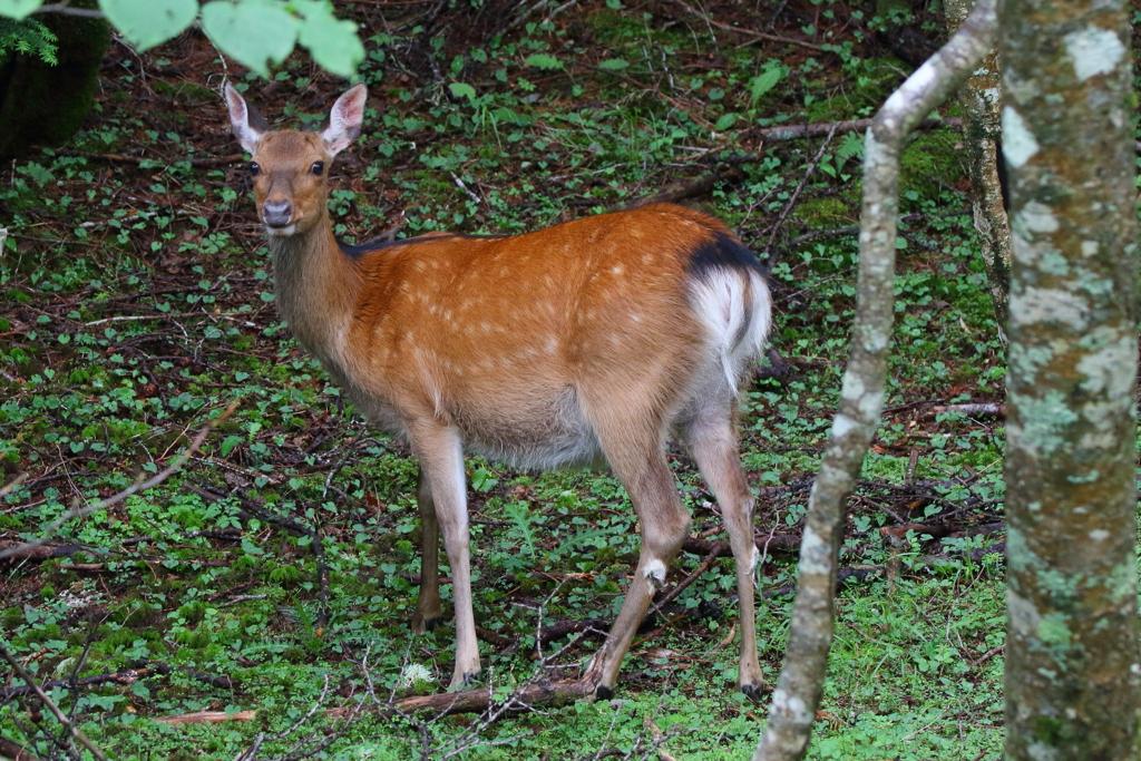 ニホンジカ