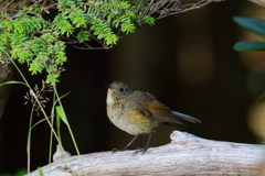 ルリ幼鳥