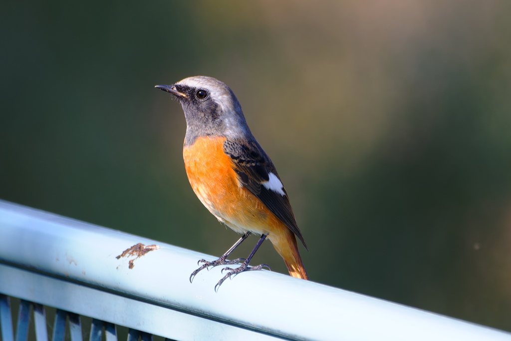 ジョウビタキ２