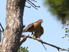 オオタカ幼鳥さん