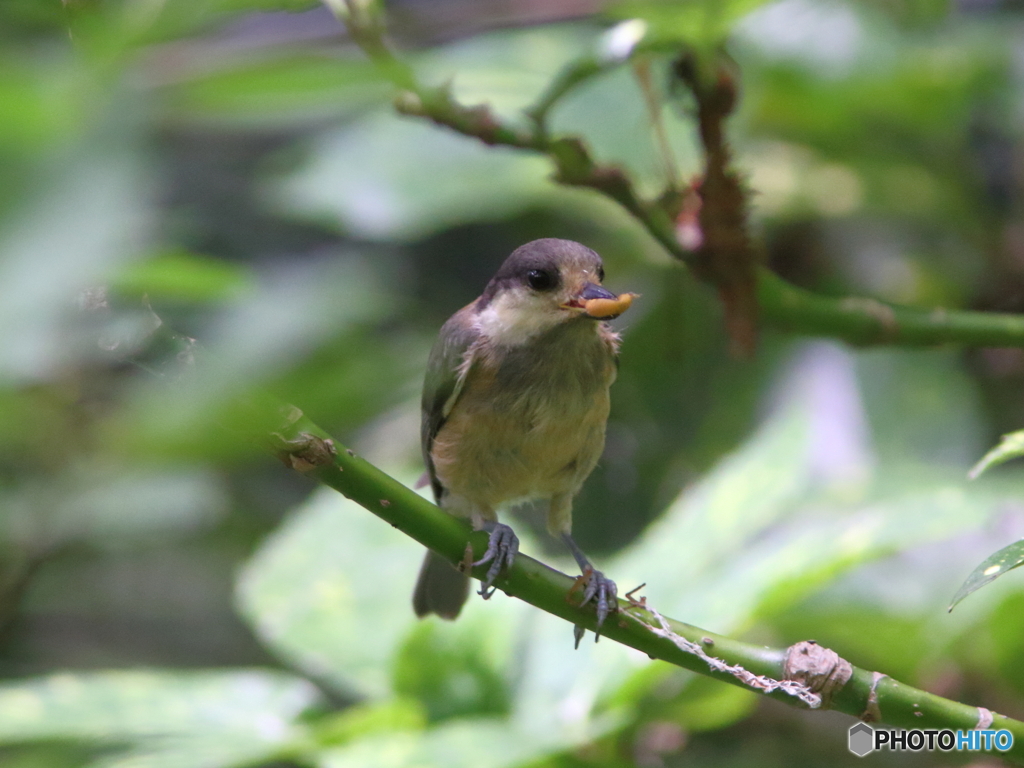 ヤマガラ幼鳥さん