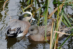 アメリカヒドリ1