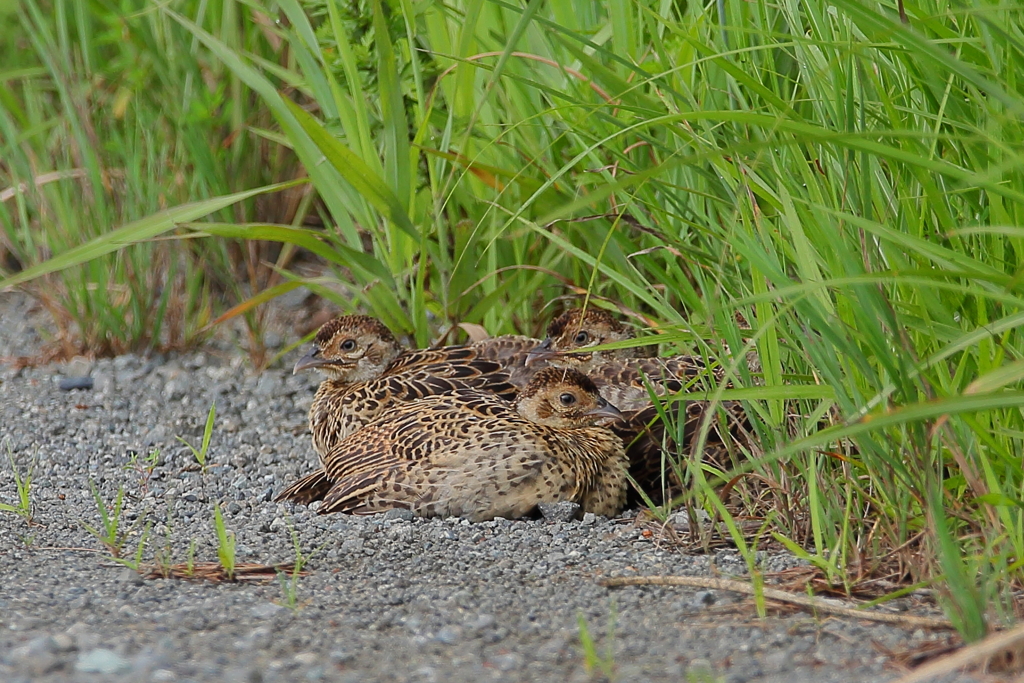 キジ子
