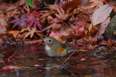 もみじの湯