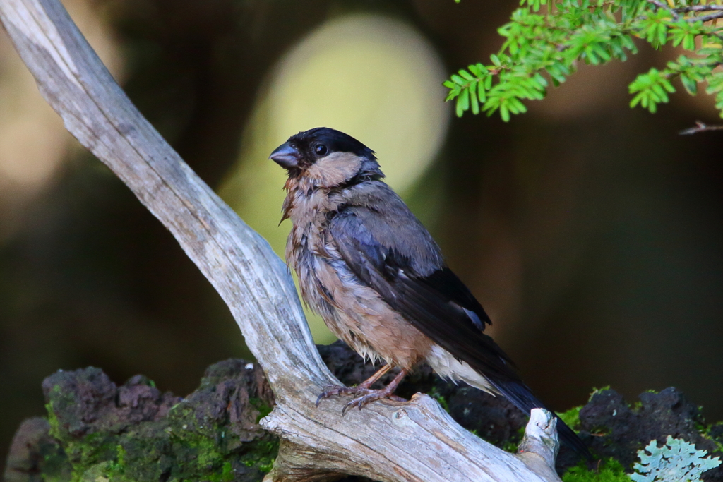 夏のウソ♀