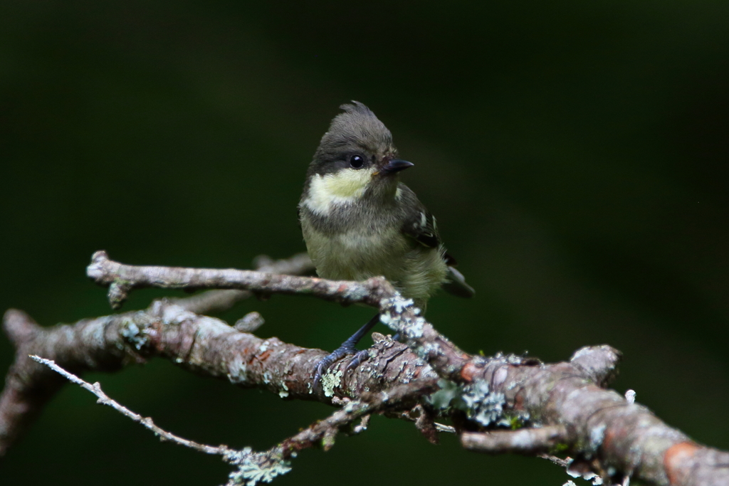 ヒガラ幼鳥