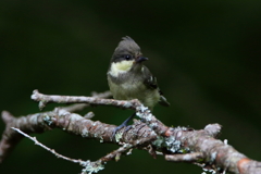 ヒガラ幼鳥