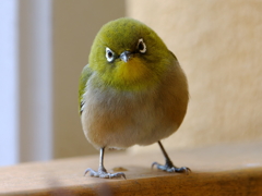 メジロ１