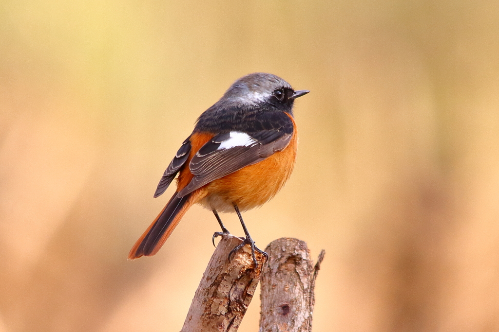 ジョビの奇妙な冒険♂