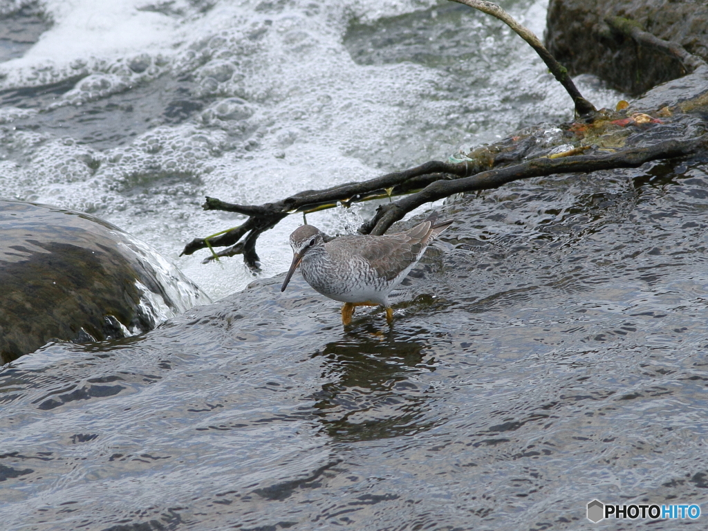 キアシシギさん