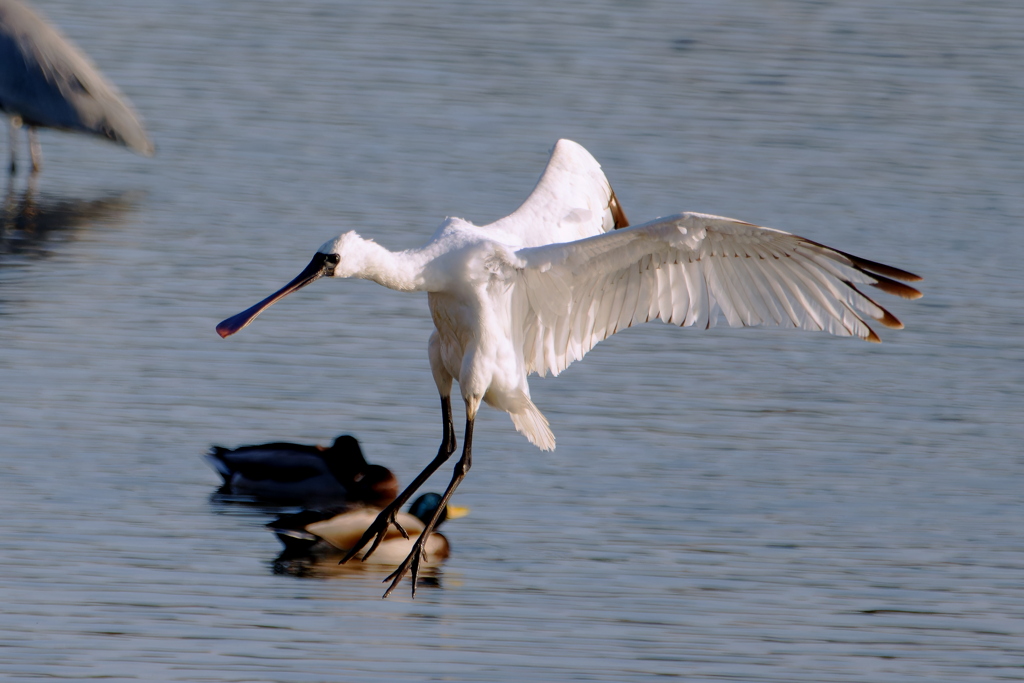 クロツラヘラサギ２