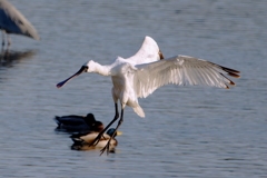 クロツラヘラサギ２