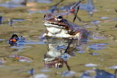 ヤマアカガエル